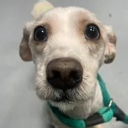Bentley thumbnail 3