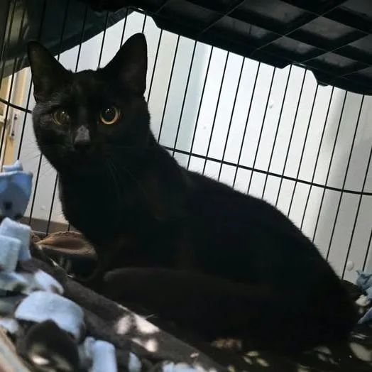 An adult small-sized male Black Domestic Short Hair cat named Buon for adoption in Winthrop, ME