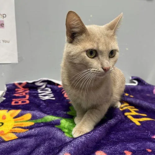 A baby medium-sized male Buff / Tan / Fawn Domestic Short Hair cat named Topo Gigio for adoption in Toms River, NJ