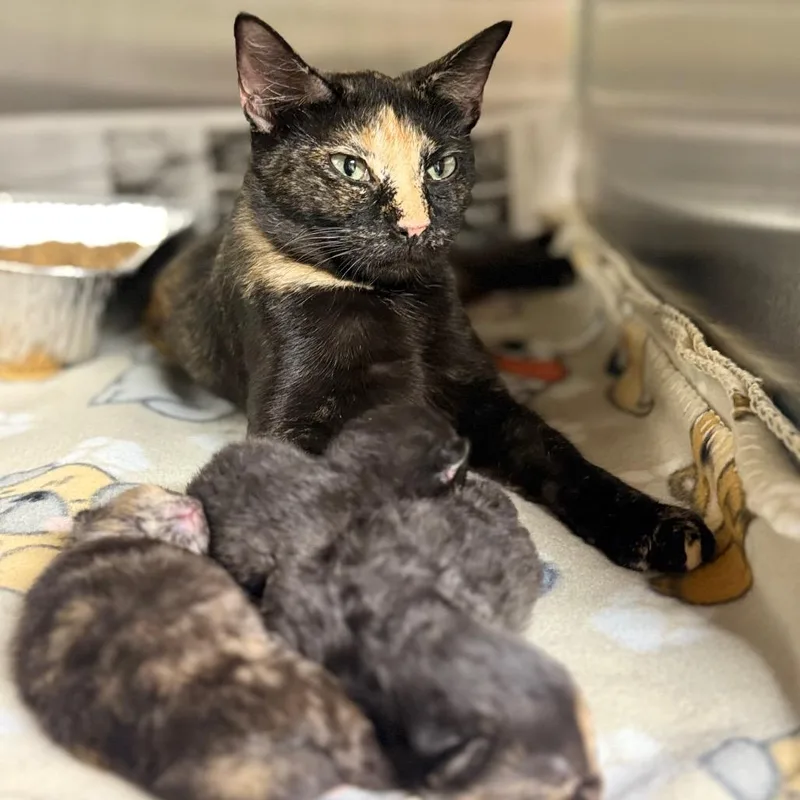 An adult medium-sized female Domestic Short Hair cat named Wimberly for adoption in Pauls Valley, OK