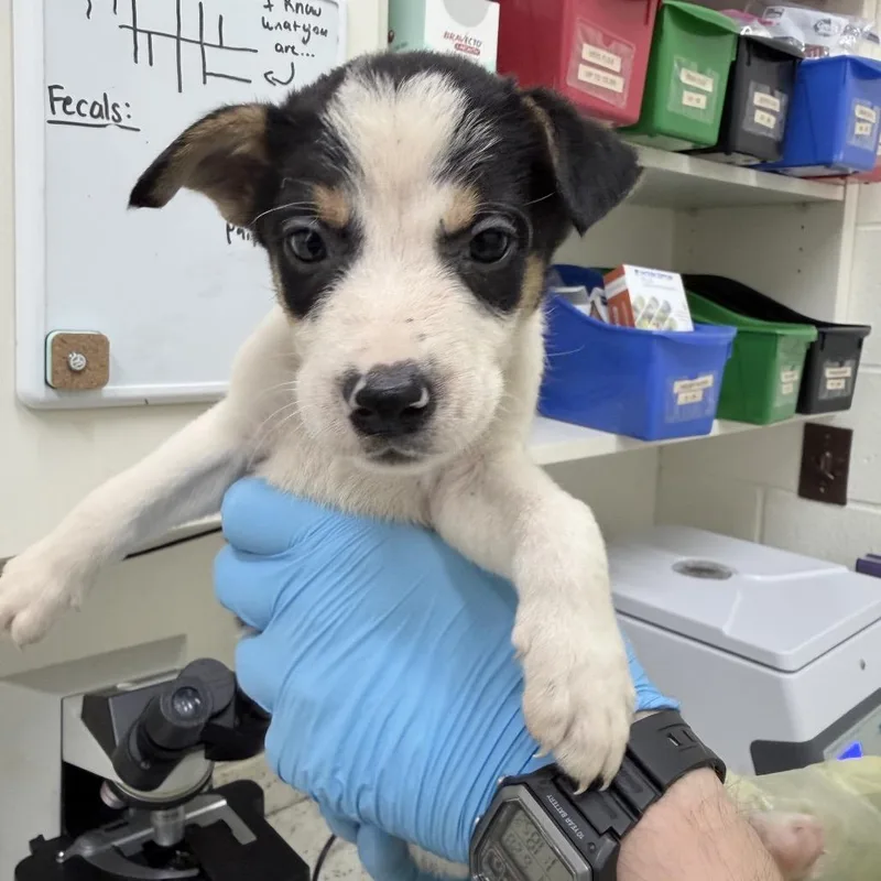 A baby medium-sized male White / Cream Mixed Breed dog named CT Ecuador for adoption in Stormville, NY
