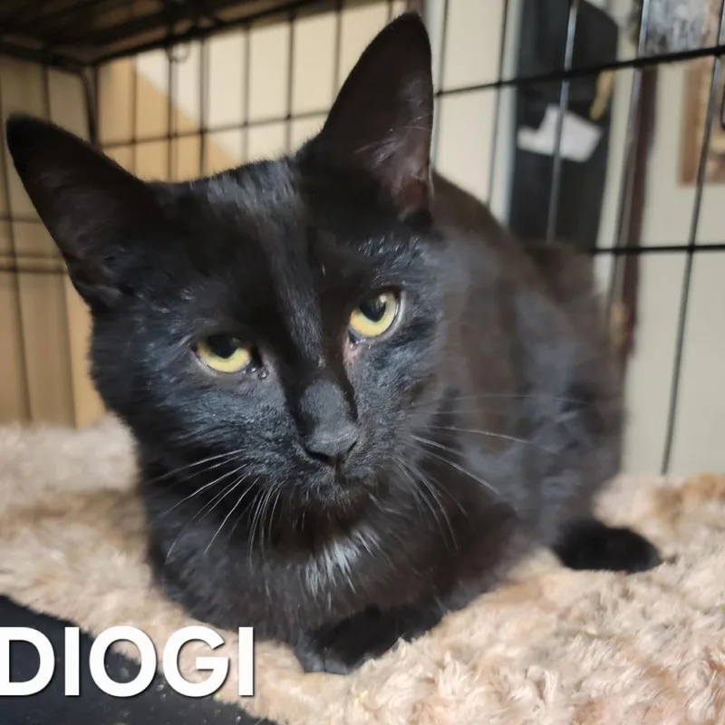 A baby small-sized male Black Domestic Short Hair cat named Diogi for adoption in Winchester, VA