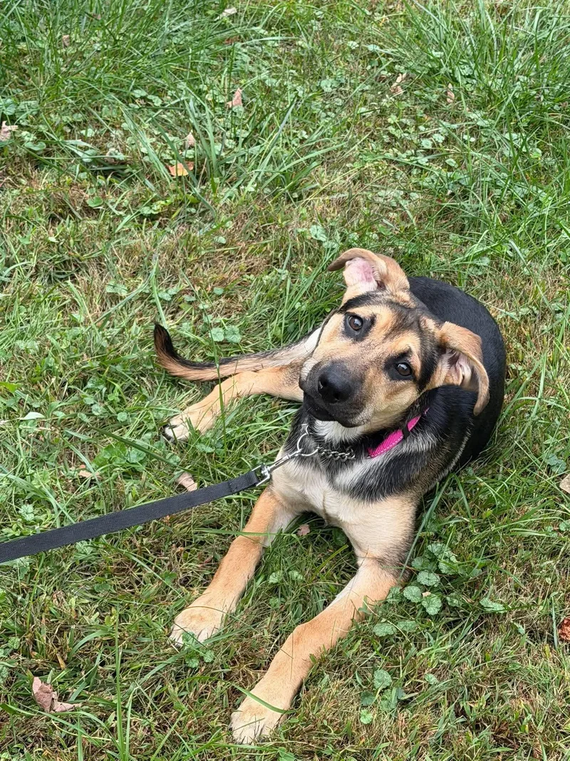 A baby large-sized female German Shepherd Dog dog named Luna for adoption in Randolph Center, VT