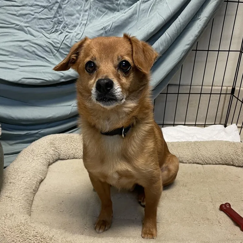 An adult small-sized male Yellow / Tan / Blond / Fawn Mixed Breed dog named Westin for adoption in Chattanooga, TN
