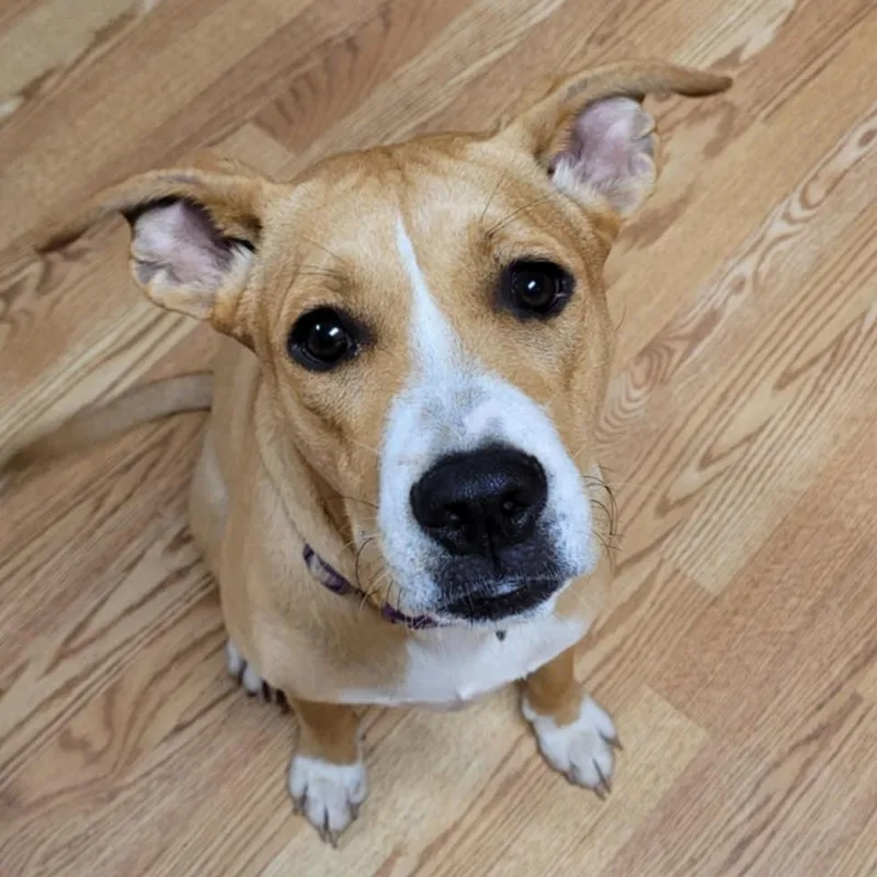 A young medium-sized female Apricot / Beige Catahoula Leopard Dog dog named Lady for adoption in Mobile, AL