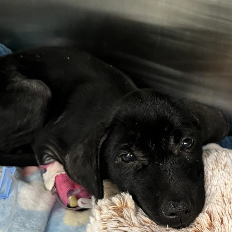 A baby small-sized female Black Labrador Retriever dog named Cytoplasm for adoption in Austin, TX