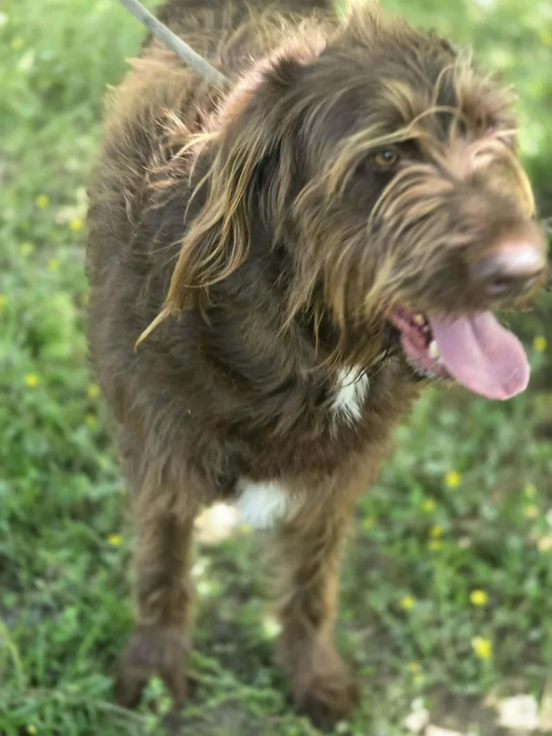 A young large-sized male Labrador Retriever dog named Bruno for adoption in Wakefield, RI