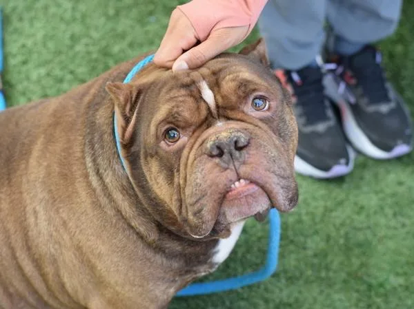 A senior large-sized male Mixed Breed dog named David for adoption in Ridgewood, NY
