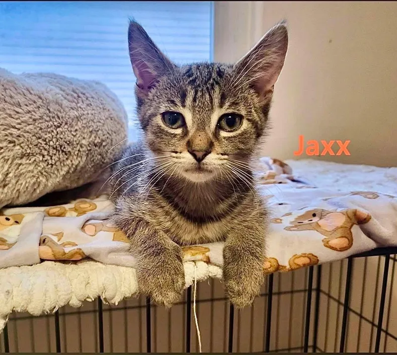 A baby medium-sized male Tabby cat named Jaxx for adoption in Saginaw, MI