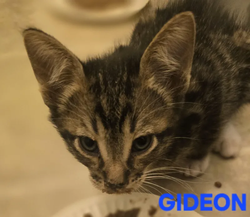 Gideon