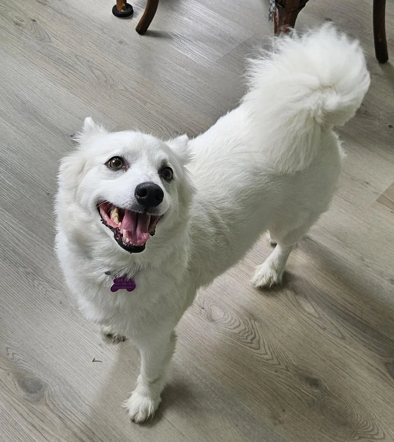 An adult medium-sized female American Eskimo Dog dog named Bonnie Of Md for adoption in Randallstown, MD