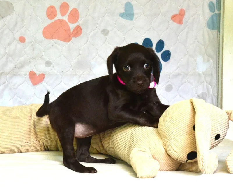 A baby small-sized female Brown / Chocolate Boykin Spaniel dog named Brownie for adoption in Willingboro, NJ