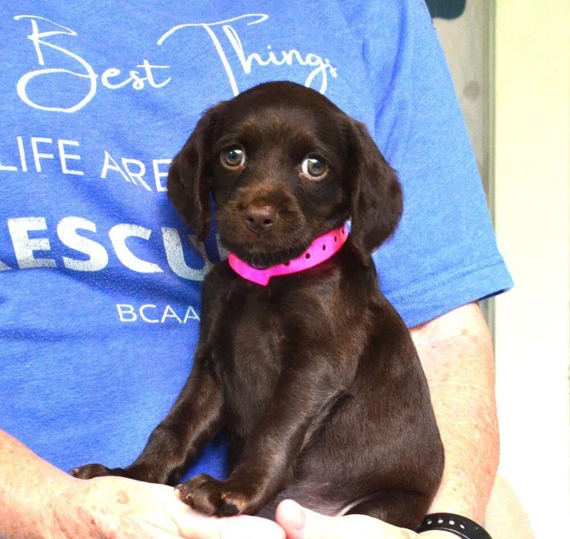 Brownie thumbnail 3