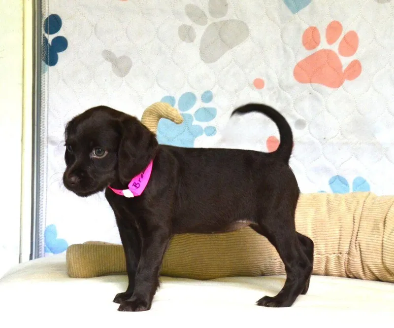 Brownie thumbnail 4