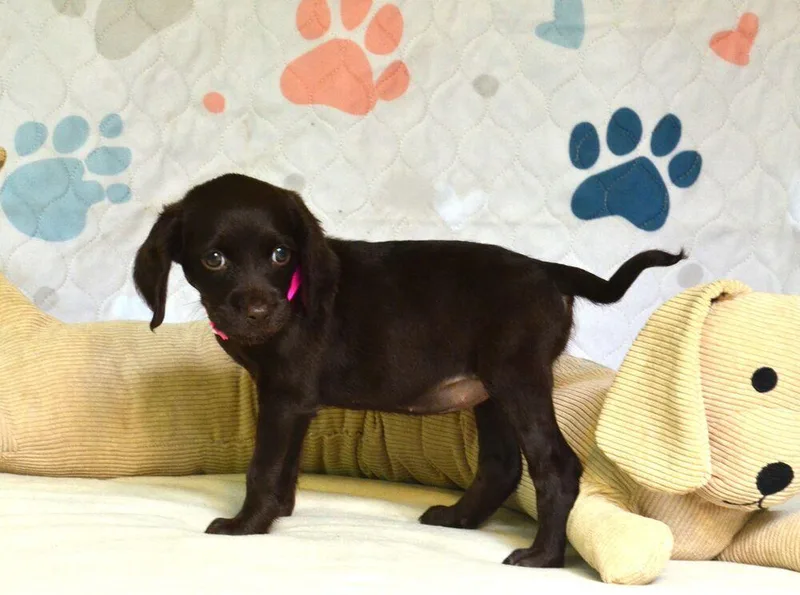 Brownie thumbnail 5