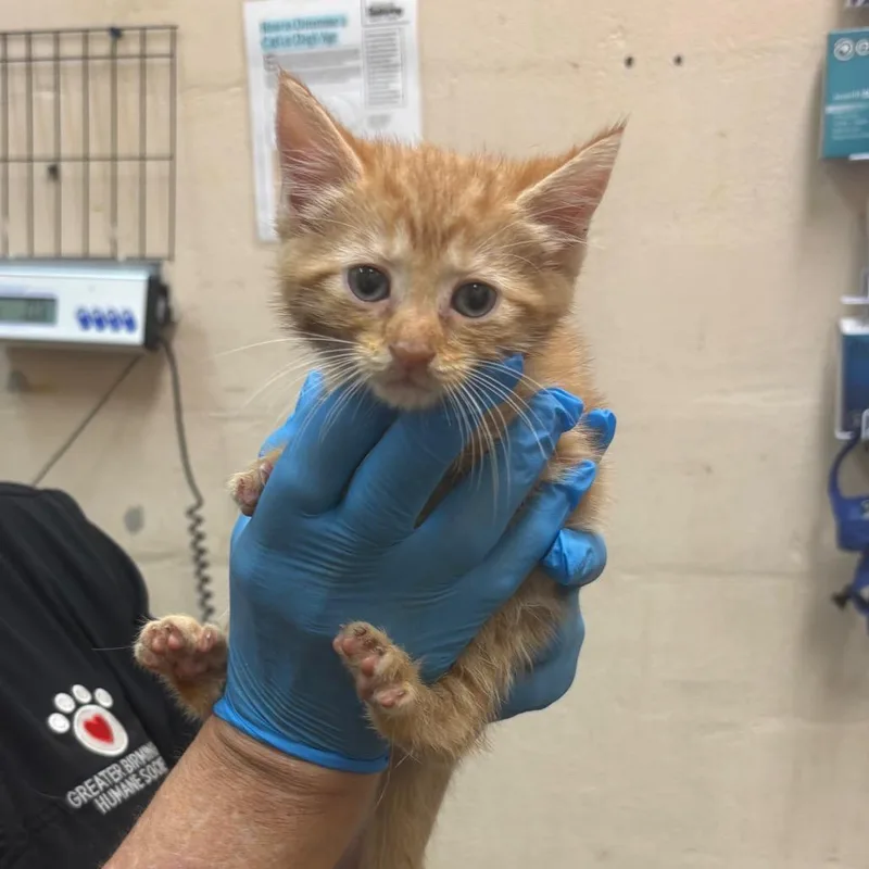 A baby small-sized female Orange / Red Domestic Short Hair cat named Moira for adoption in Birmingham, AL
