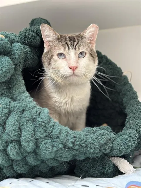 An adult small-sized male Domestic Short Hair cat named Parker for adoption in Indianapolis, IN