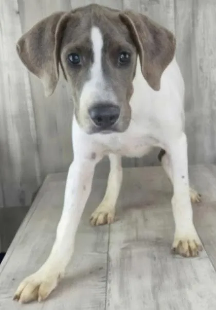 An adult small-sized male Pointer dog named Buster for adoption in Shreveport, LA