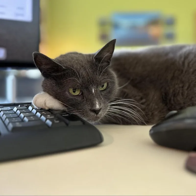 A senior medium-sized female Gray / Blue / Silver Domestic Short Hair cat named Glamour for adoption in Roanoke, VA