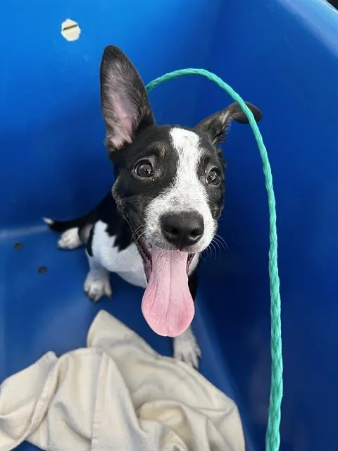 A baby large-sized female Mixed Breed dog named Waffle for adoption in Dallas, TX