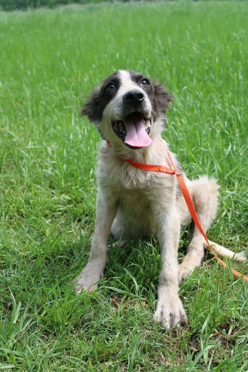 A young medium-sized male Mixed Breed dog named Stewart for adoption in Davenport, IA