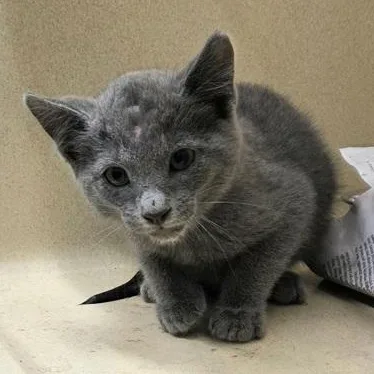 A young medium-sized female Gray / Blue / Silver Domestic Short Hair cat named Tajin for adoption in Converse, TX