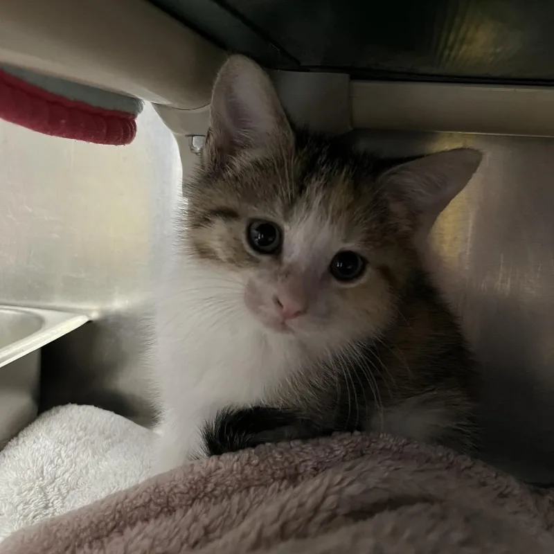A baby small-sized female Calico Domestic Short Hair cat named Taquito for adoption in Mentor, OH