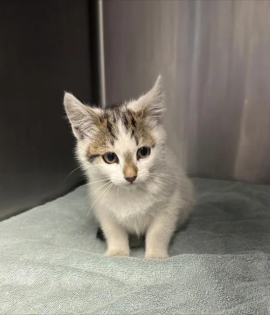 A baby small-sized female Domestic Short Hair cat named Fruity Pebbles for adoption in Santa Cruz, CA