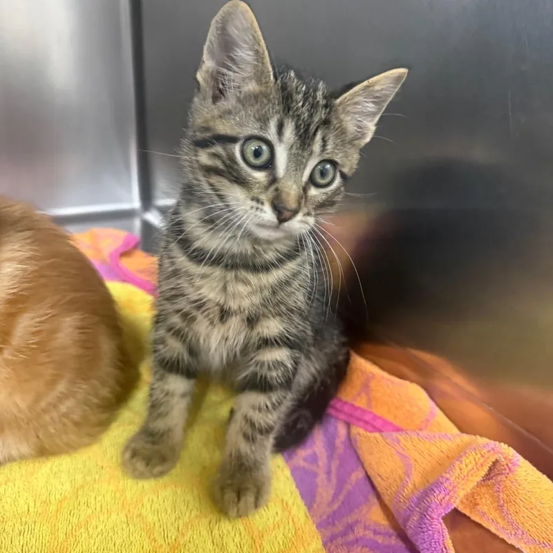 A baby small-sized male Brown / Chocolate Domestic Short Hair cat named Danny for adoption in Normal, IL