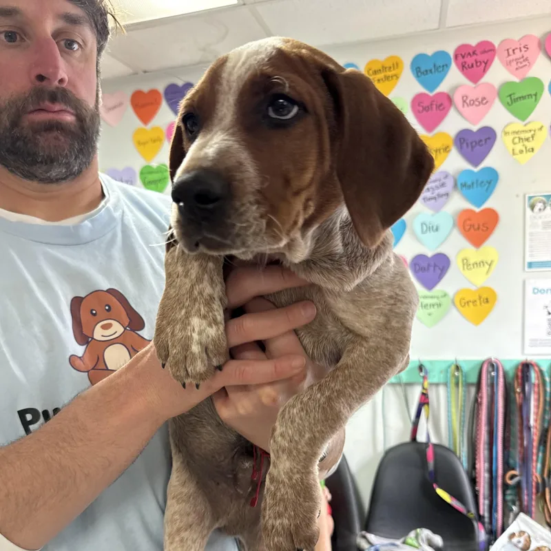 Sausage Links thumbnail 3