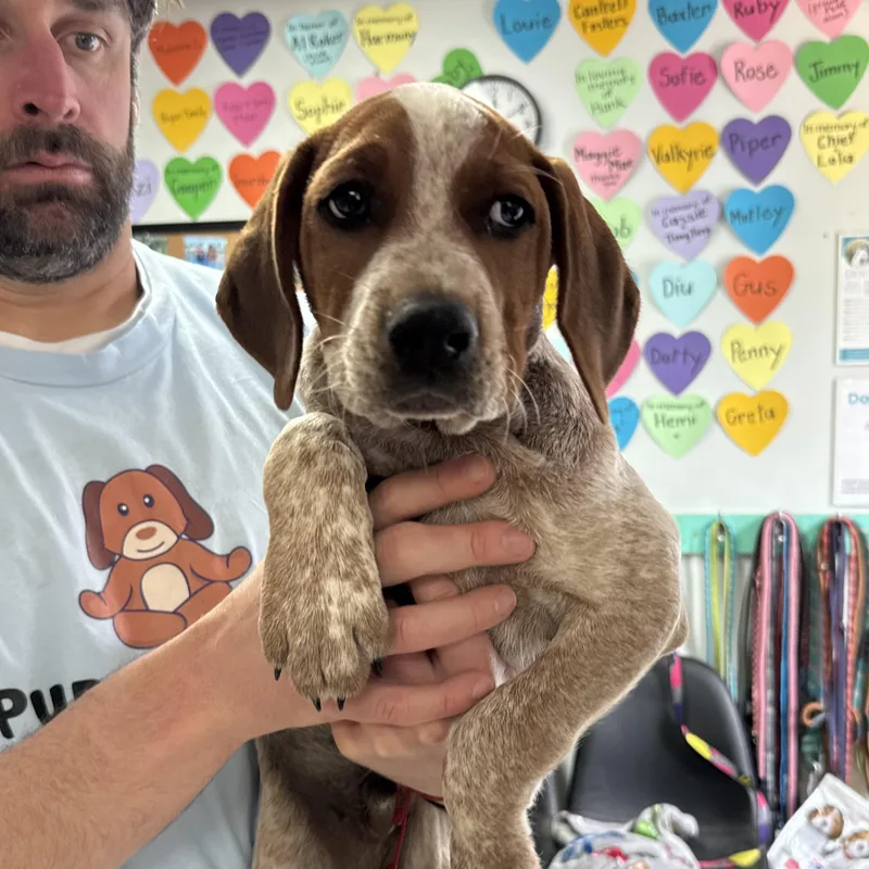 Sausage Links thumbnail 5