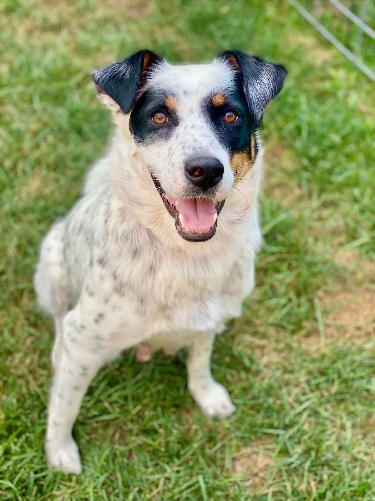 A young medium-sized female Australian Shepherd dog named Delphine for adoption in Urbandale, IA
