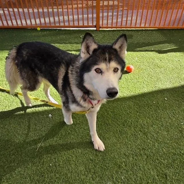 An adult large-sized male Siberian Husky dog named Bo for adoption in Las Vegas, NV