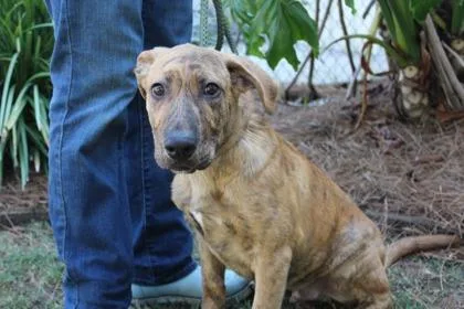 An adult medium-sized male German Shepherd Dog dog named Bennie for adoption in Brunswick, GA
