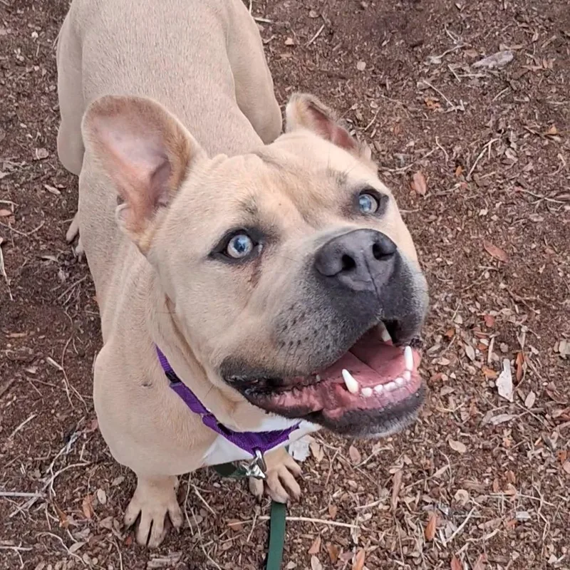 An adult medium-sized female Apricot / Beige English Bulldog dog named Ninja for adoption in West Palm Beach, FL