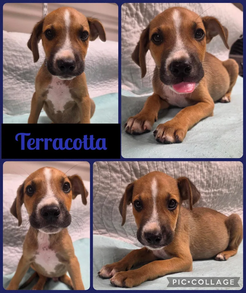 A baby large-sized male Australian Cattle Dog / Blue Heeler dog named Terracotta for adoption in Newport, KY