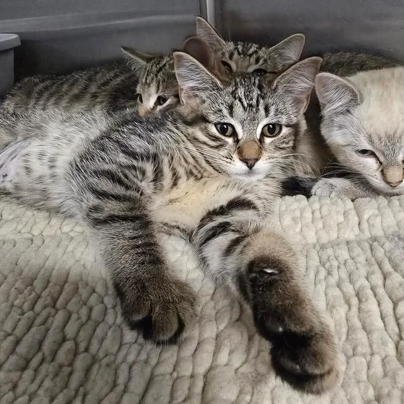 A baby small-sized female Brown / Chocolate Domestic Short Hair cat named Miso for adoption in Spokane, WA
