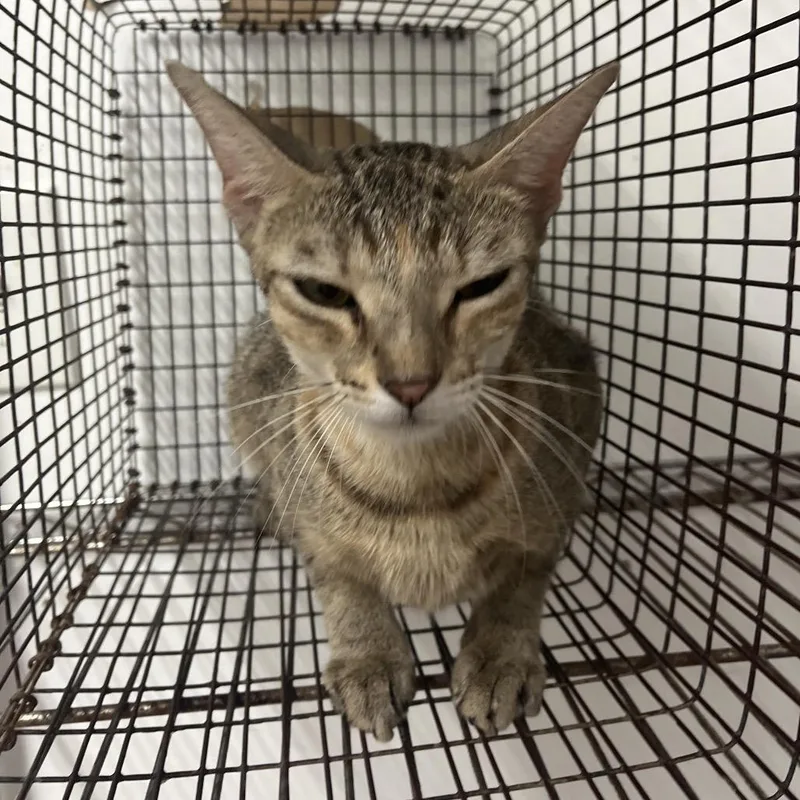 An adult medium-sized female Brown / Chocolate Domestic Short Hair cat named Janie for adoption in Edinburg, TX