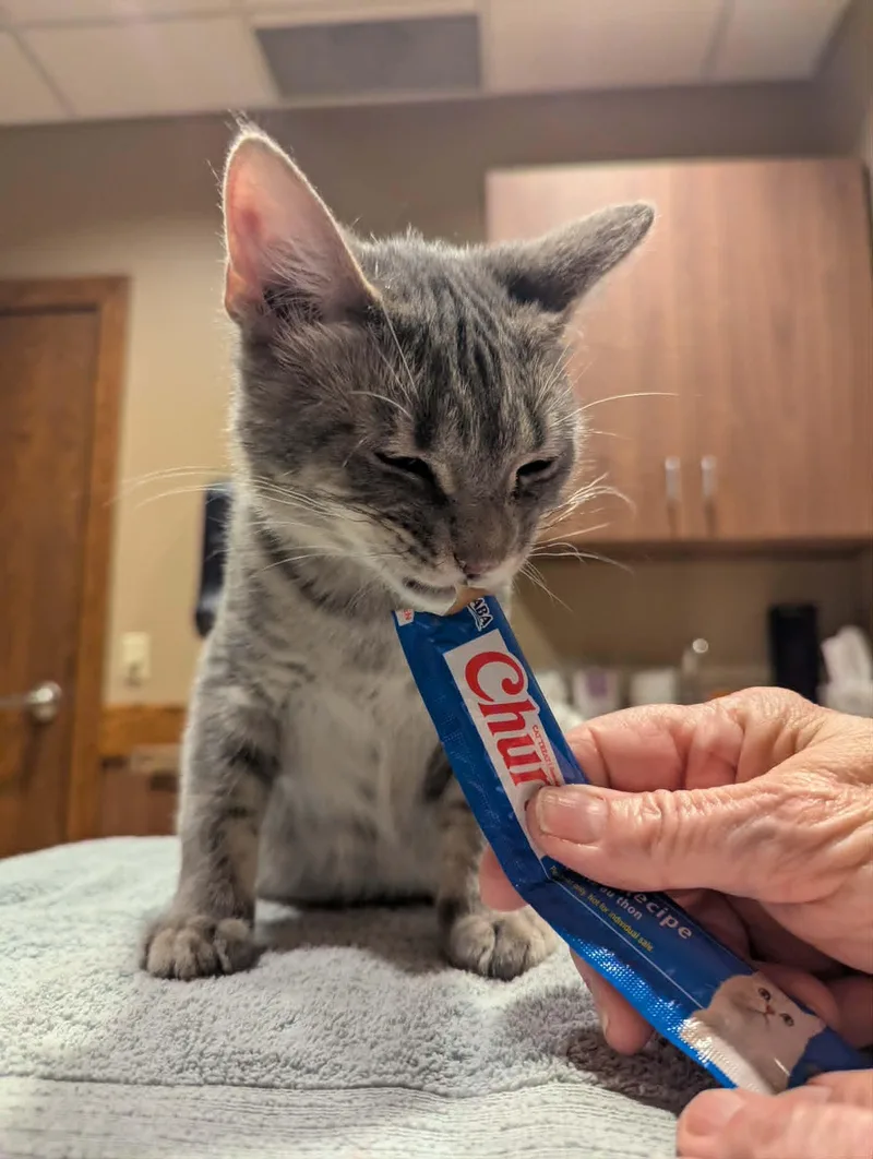 A young medium-sized male Gray / Blue / Silver Domestic Short Hair cat named Phillip for adoption in Little Falls, MN