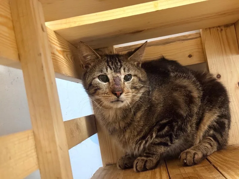 A young medium-sized male Domestic Short Hair cat named Boomerang for adoption in North Vernon, IN