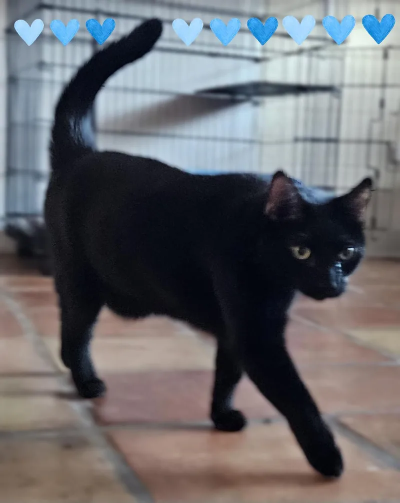 Panther Boy thumbnail 4