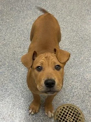 A baby small-sized female Mastiff dog named Clarabelle for adoption in Westland, MI