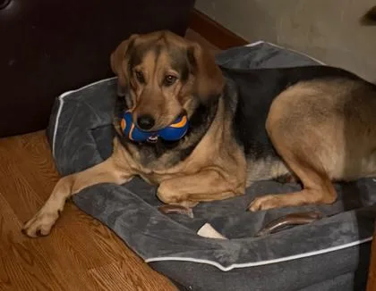 An adult large-sized female Coonhound dog named Okie for adoption in Shawano, WI