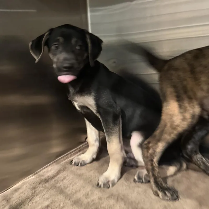 A baby small-sized male Black Mixed Breed dog named Sneezy for adoption in Bend, OR