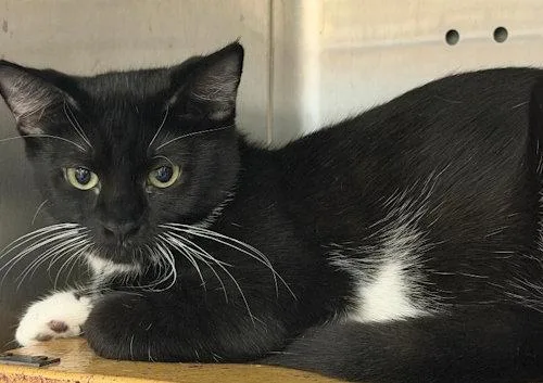 A young medium-sized female Black Domestic Short Hair cat named Leia PSP for adoption in Oakland Park, FL