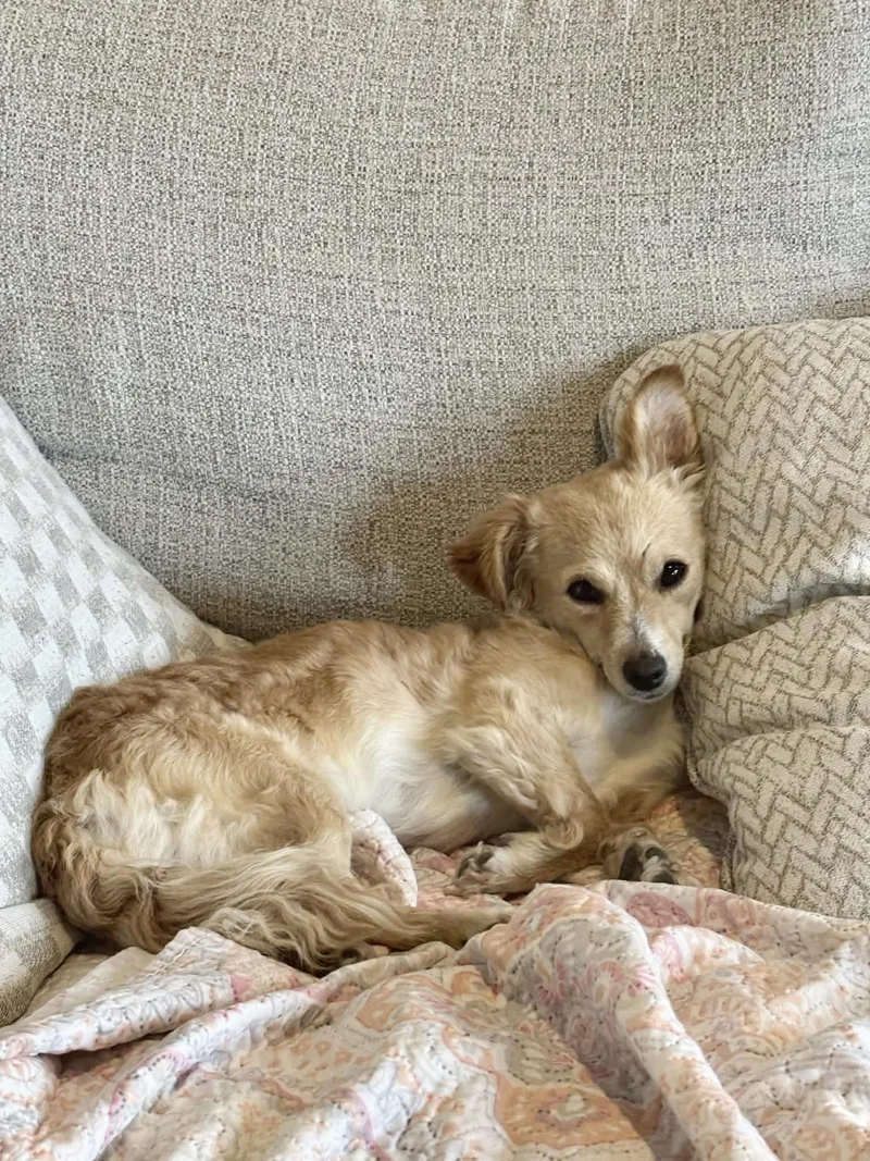 Canela