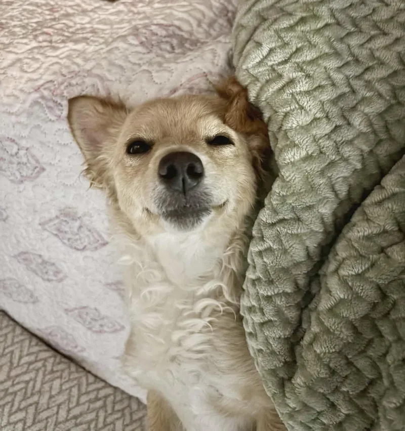 Canela thumbnail 2