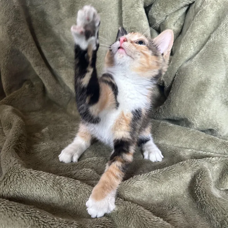 A baby medium-sized female Calico Domestic Short Hair cat named Fiona for adoption in Lemoyne, PA