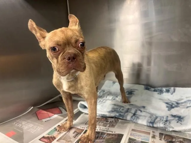 A young small-sized male French Bulldog dog named A for adoption in Lancaster, CA