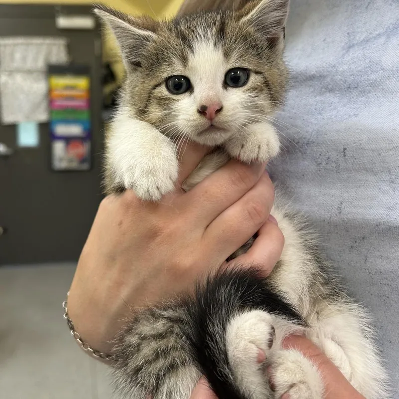 A baby small-sized male Brown / Chocolate Domestic Short Hair cat named Ray for adoption in Dover, NH